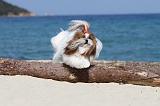SHIH TZU 055